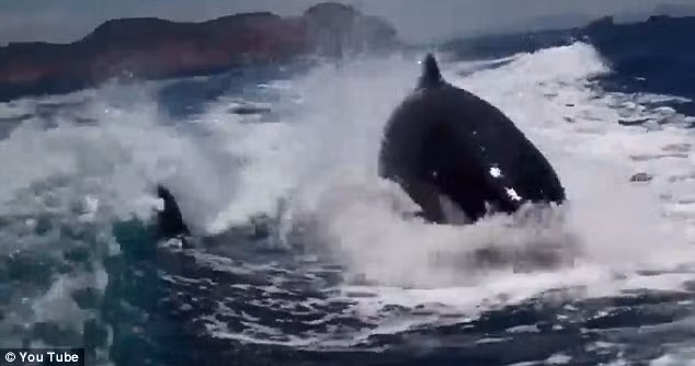 Phấn khích xem "sát thủ biển khơi" đuổi theo thuyền cao tốc ảnh 4