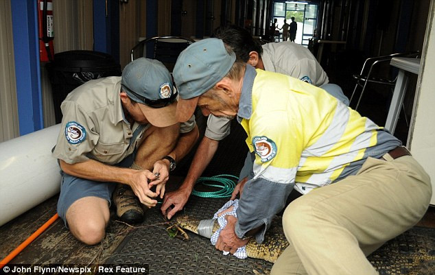 Thợ câu sợ chết khiếp khi buộc phải qua đêm cùng cá sấu ảnh 3