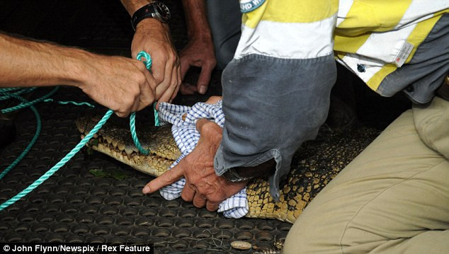 Thợ câu sợ chết khiếp khi buộc phải qua đêm cùng cá sấu ảnh 4