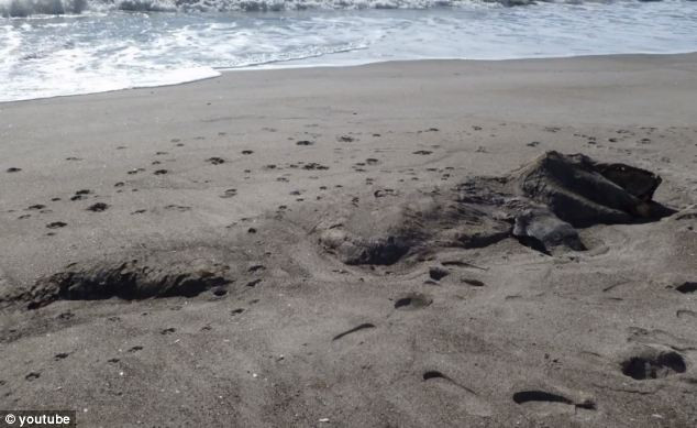 Chụp được ảnh xác "quái vật" dạt vào bờ biển ảnh 3