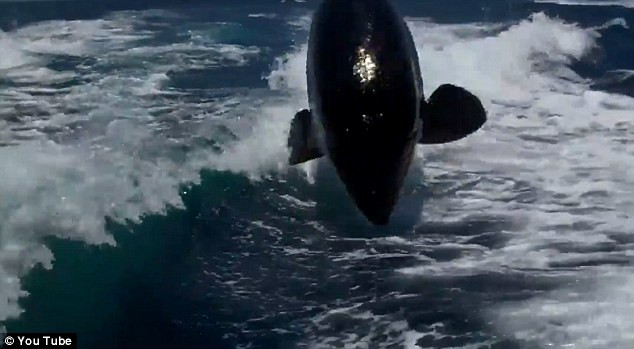 Phấn khích xem "sát thủ biển khơi" đuổi theo thuyền cao tốc ảnh 6