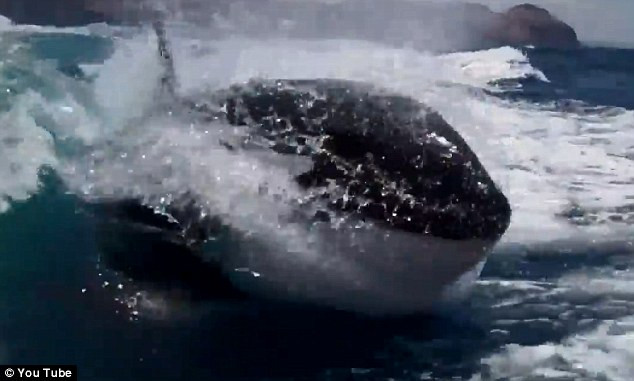 Phấn khích xem "sát thủ biển khơi" đuổi theo thuyền cao tốc ảnh 3