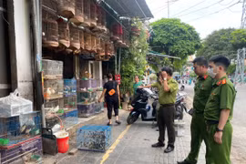 Kiểm tra, thu giữ số lượng lớn chim cảnh trôi nổi