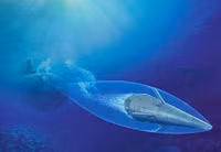 [ẢNH] Vì sao ngư lôi siêu khoang của Nga bị đánh giá thấp?