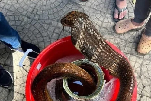 Dừng xe giữa phố, lộ bình rượu ngâm rắn hổ mang chúa