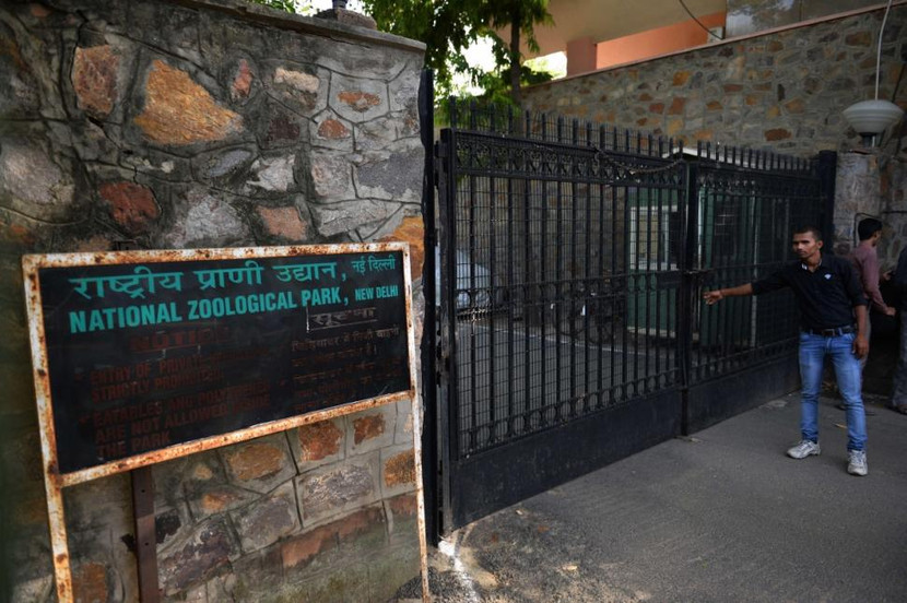 Nam thanh niên say rượu nhảy vào chuồng, bị hổ trắng cắn chết ảnh 6