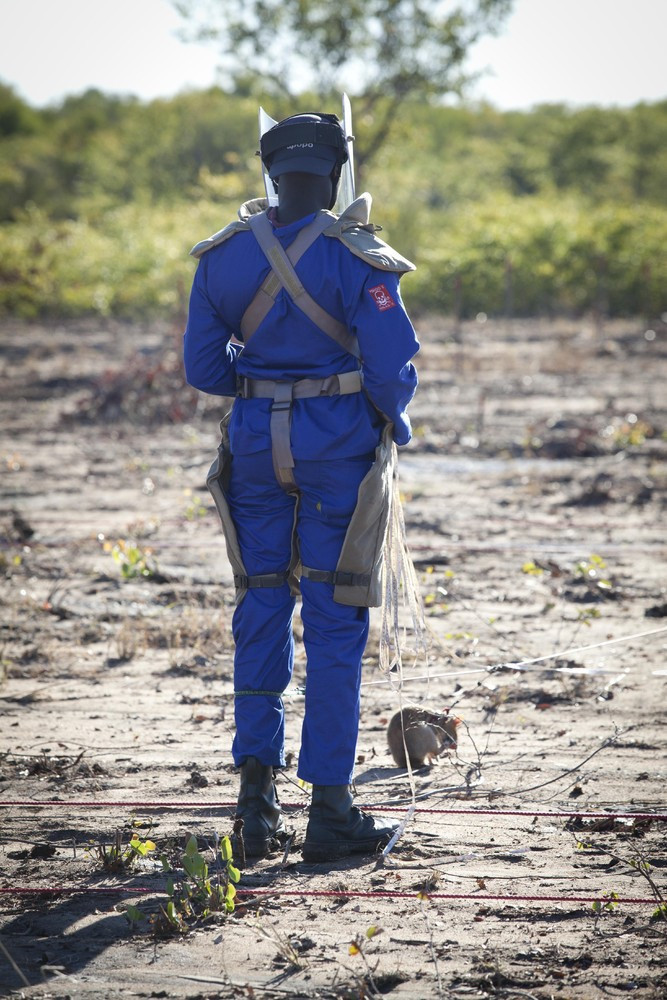 Chuột túi khổng lồ: Cỗ máy dò mìn siêu hạng ảnh 2