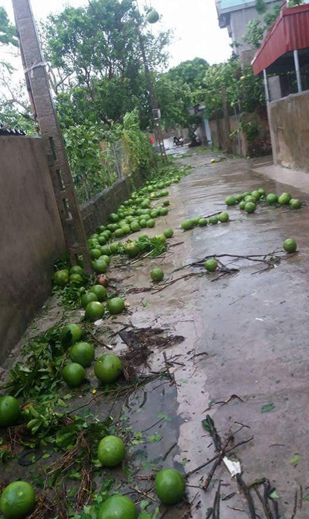 Hà Nội: 1 người chết, 5 người bị thương do mưa bão ảnh 16 Hà Nội: 1 người chết, 5 người bị thương do mưa bão ảnh 16