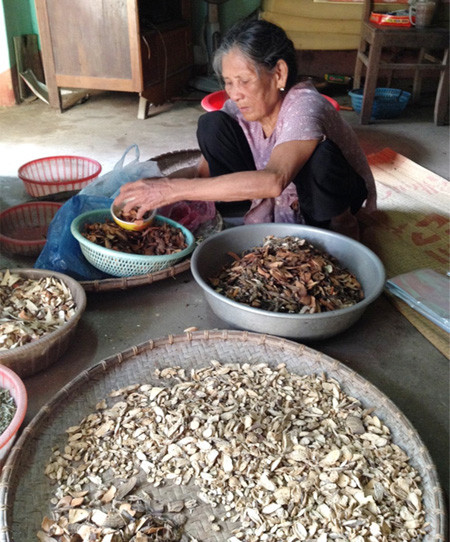 Gặp khó khi công nhận danh hiệu cho các bài thuốc dân gian ảnh 4