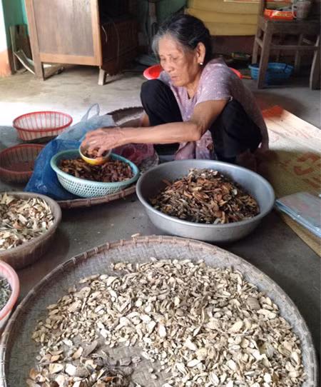 Gặp khó khi công nhận danh hiệu cho các bài thuốc dân gian ảnh 4