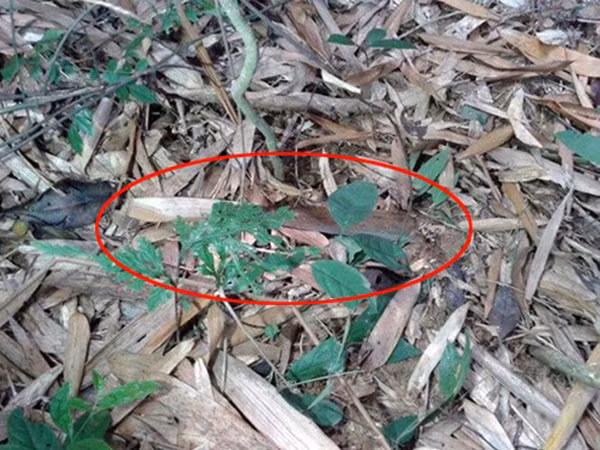 Audio 20-8-2015: Tìm thấy hung khí vụ sát hại 4 người tại Yên Bái và xử lý clip "ăn theo" thảm án ở Bình Phước ảnh 1