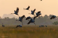 Hành trình dặm dài lần theo dấu vết của sếu đầu đỏ