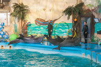 Chuyên gia Mỹ: Nga triển khai cá heo huấn luyện tại Biển Đen để bảo vệ hạm đội