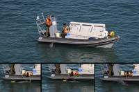 Chuyên gia Mỹ: Nga triển khai cá heo huấn luyện tại Biển Đen để bảo vệ hạm đội