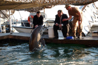 Chuyên gia Mỹ: Nga triển khai cá heo huấn luyện tại Biển Đen để bảo vệ hạm đội