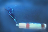 Chuyên gia Mỹ: Nga triển khai cá heo huấn luyện tại Biển Đen để bảo vệ hạm đội