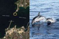 Chuyên gia Mỹ: Nga triển khai cá heo huấn luyện tại Biển Đen để bảo vệ hạm đội