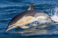 Chuyên gia Mỹ: Nga triển khai cá heo huấn luyện tại Biển Đen để bảo vệ hạm đội