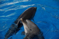 Chuyên gia Mỹ: Nga triển khai cá heo huấn luyện tại Biển Đen để bảo vệ hạm đội