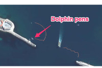 Chuyên gia Mỹ: Nga triển khai cá heo huấn luyện tại Biển Đen để bảo vệ hạm đội