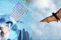 Tình báo Mỹ kết luận gì về điều tra nguồn gốc đại dịch Covid-19?