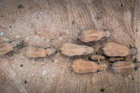 [Ảnh] Đàn voi rừng lang thang bí ẩn ở Trung Quốc thành “sao” thế giới