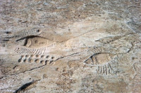 Kỳ bí những bức tranh khắc trên đá ở sa mạc Qatar