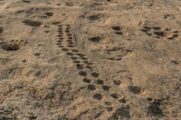 Kỳ bí những bức tranh khắc trên đá ở sa mạc Qatar