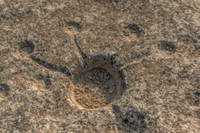 Kỳ bí những bức tranh khắc trên đá ở sa mạc Qatar