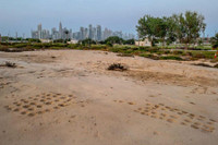 Kỳ bí những bức tranh khắc trên đá ở sa mạc Qatar