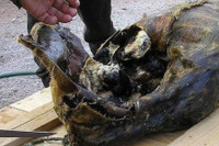 10 món ăn trứ danh 'đệ nhất thối' trên thế giới