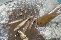 10 món ăn trứ danh 'đệ nhất thối' trên thế giới