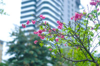 Hoa anh đào Nhật Bản bung nở rực rỡ trong công viên ở Hà Nội