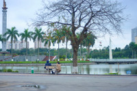 Hoa anh đào Nhật Bản bung nở rực rỡ trong công viên ở Hà Nội