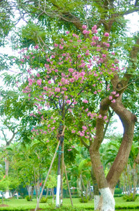 Hoa anh đào Nhật Bản bung nở rực rỡ trong công viên ở Hà Nội