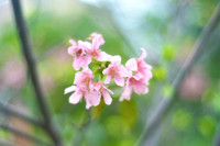 Hoa anh đào Nhật Bản bung nở rực rỡ trong công viên ở Hà Nội