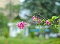 Hoa anh đào Nhật Bản bung nở rực rỡ trong công viên ở Hà Nội