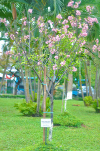 Hoa anh đào Nhật Bản bung nở rực rỡ trong công viên ở Hà Nội