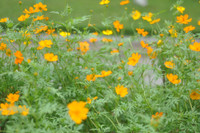 Hoa anh đào Nhật Bản bung nở rực rỡ trong công viên ở Hà Nội