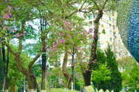 Hoa anh đào Nhật Bản bung nở rực rỡ trong công viên ở Hà Nội