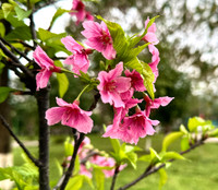 Hoa anh đào Nhật Bản bung nở rực rỡ trong công viên ở Hà Nội