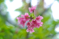 Hoa anh đào Nhật Bản bung nở rực rỡ trong công viên ở Hà Nội