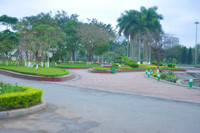 Hoa anh đào Nhật Bản bung nở rực rỡ trong công viên ở Hà Nội