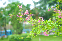 Hoa anh đào Nhật Bản bung nở rực rỡ trong công viên ở Hà Nội