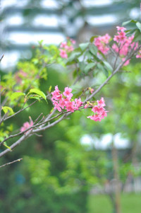 Hoa anh đào Nhật Bản bung nở rực rỡ trong công viên ở Hà Nội