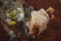 [Ảnh] Indonesia: Tình nguyện viên phải giúp phu đào mộ vì làm việc ‘không xuể’