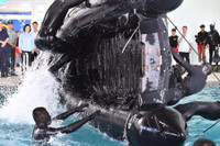 Đặc nhiệm Rồng biển của đảo Đài Loan ráo riết tập luyện