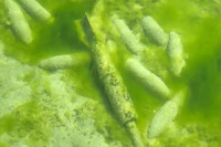 Tại sao Thụy Sĩ treo thưởng để thu hồi lượng lớn đạn đã đổ xuống các hồ nước?