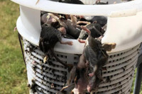 [Ảnh] Không chỉ Covid-19, Australia còn đau đầu với đại dịch chuột sinh sôi