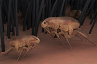 [Ảnh] Những bí ẩn quanh khu thí nghiệm vũ khí sinh học tuyệt mật của Mỹ 